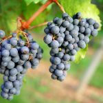 Sip & Savor: Top Wine Regions to Visit in Argentina & Chile