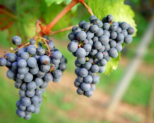 Sip & Savor: Top Wine Regions to Visit in Argentina & Chile