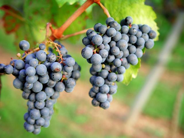 Sip & Savor: Top Wine Regions to Visit in Argentina & Chile