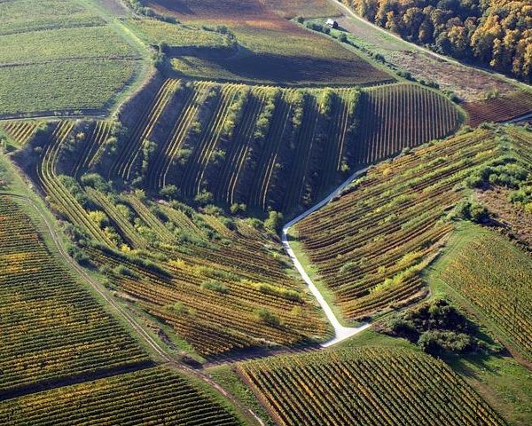 Sip & Savor: Top Wine Regions to Visit in France & Italy