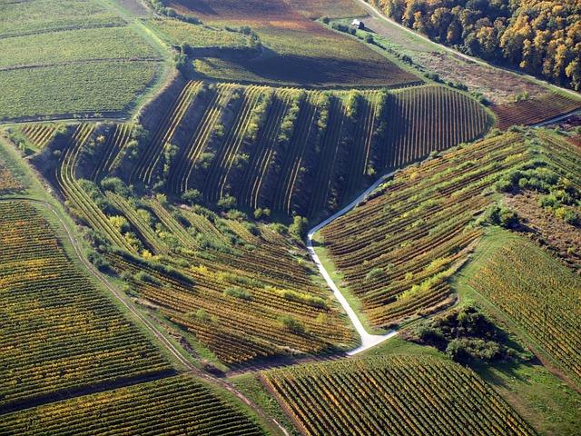 Sip & Savor: Top Wine Regions to Visit in France & Italy